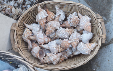 A basket full of seashells