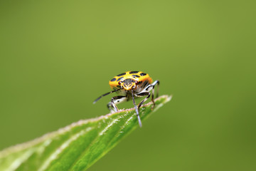 stinkbug on green leaf