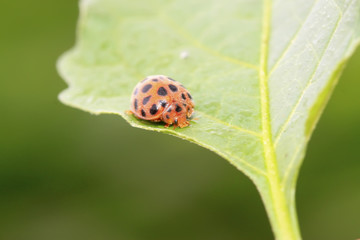 potato beetle