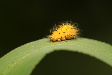 potato beetle larvae