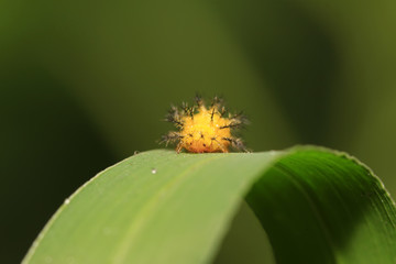 potato beetle larvae