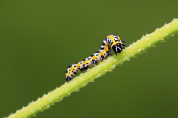 Fototapeta premium Lettuce winter moth nymphs on green leaf