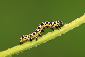 Lettuce winter moth nymphs on green leaf