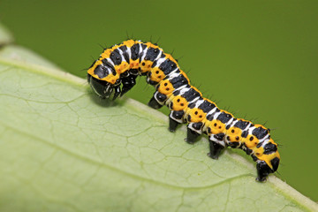 Lettuce winter moth nymphs on green leaf