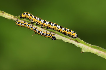 Lettuce winter moth nymphs on green leaf