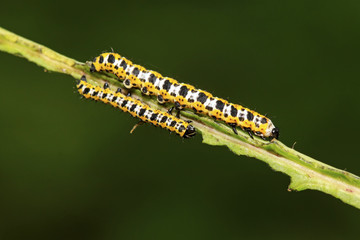 Lettuce winter moth nymphs on green leaf