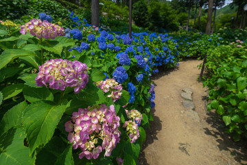 紫陽花の咲く道