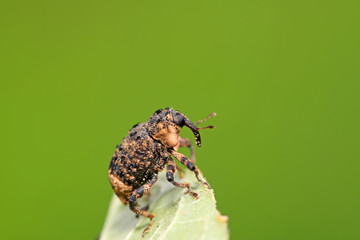 weevil