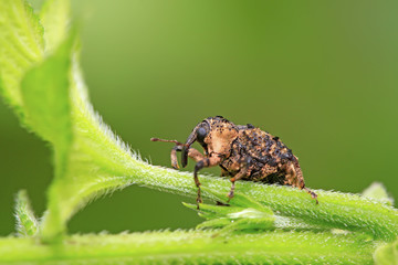 weevil