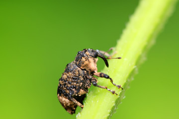weevil