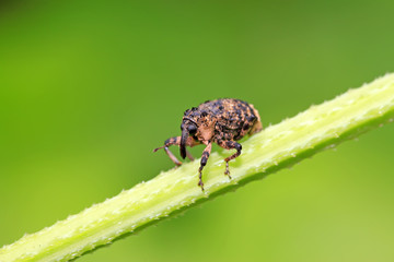 weevil