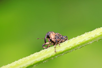 weevil
