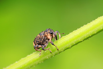 weevil