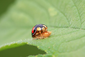 Non-blue ladybug