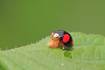 Non-blue ladybug