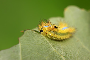 thorn moth larvae