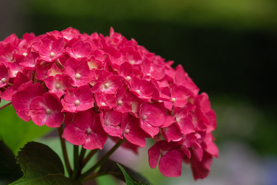 177 Best ピンク 花 庭 美しい 夏 紫 葉 赤 日本 満開 Images Stock Photos Vectors Adobe Stock