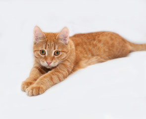 Fototapeta na wymiar Red kitten lies on gray