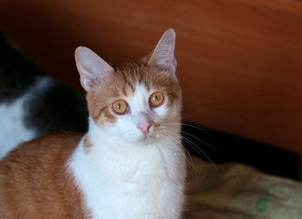 Red and white cat sitting on bed