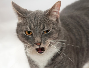 Gray and white striped cat stands on gray