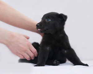 Black puppy sitting on gray