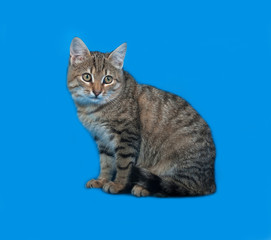 Tabby kitten sitting on blue
