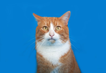 Red and white cat sitting on blue