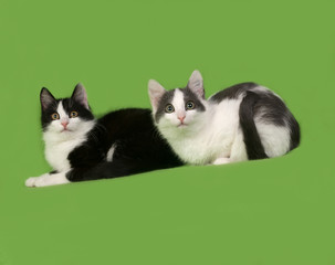 Two kittens, gray and white and black and white are sitting on green