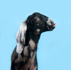 Black, white and red Nubian lamb standing on blue