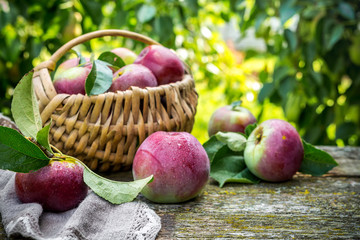 Juicy ripe apples in a wicker basket and a cup of coffee on a wooden table in a rustic garden, the concept of organic food, harvest, gardening