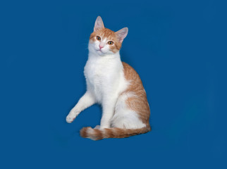 Red and white kitten sitting on blue