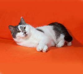 White and gray cat lies on orange
