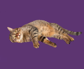 Tabby cat lying on purple