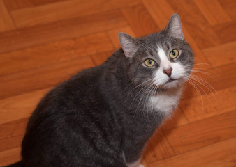 Gray and white cat sitting