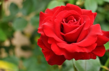Red rose on natural green background, closeup, selective focus, copy space