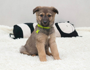 Brown little puppy sitting on white blanket