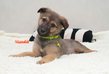 Brown little puppy lies on white blanket