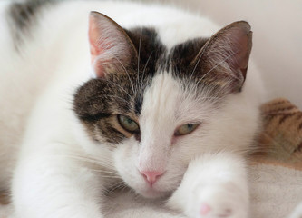 White and striped cat lying on bed
