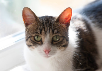 Striped and white cat lies on windowsill