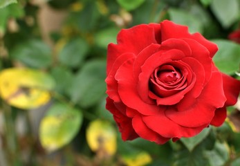 Red rose on natural green background, close up, selective focus, copy space