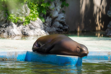 水辺で眠るカリフォルニアアシカ