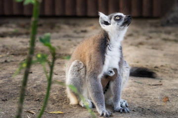 Fototapeta premium お腹赤ちゃんがくっつているワオキツネザル