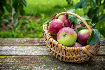 Juicy ripe apples in a wicker basket and a cup of coffee on a wooden table in a rustic garden, the concept of organic food, harvest, gardening