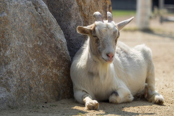 岩に横たわるヤギ