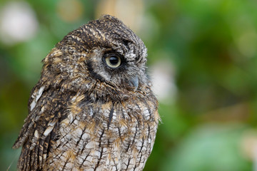 スピックスコノハミミズクの横顔