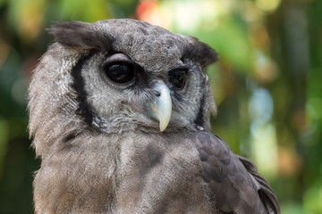 ミルキーワシミミズクのアップ