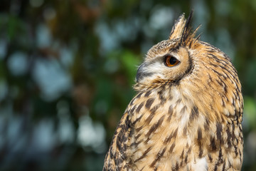 ミナミワシミミズクのアップ