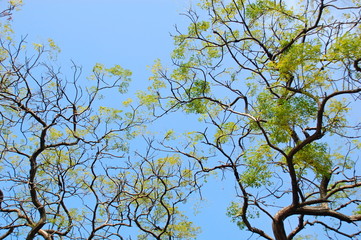 Colorful leaves in Autumn in Taiwan