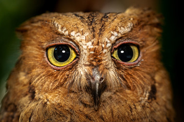 Madagascar Scops Owl (Otus rutilus) eyes close up.