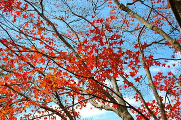 Colorful leaves in Autumn in Taiwan